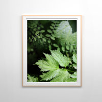 Ashland Ferns in the Forest Photography