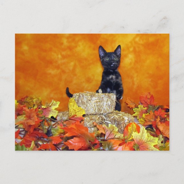 Ashlynn's Autumn - Cat / Kitten Postcard (Front)