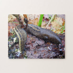 Ashy-Grey Slug Photo Puzzle with Gift Box