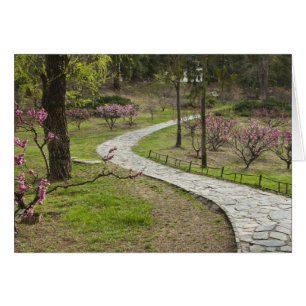 Asia, China, Beijing. Spring blossoms along