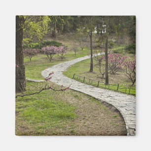 Asia, China, Beijing. Spring blossoms along Magnet