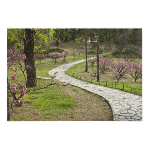 Asia, China, Beijing. Spring blossoms along Photo Print
