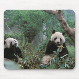 Asia, China, Chengdu. Giant Panda Sanctuary Mouse Pad