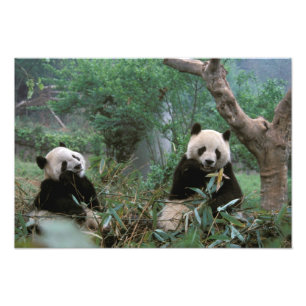 Asia, China, Chengdu. Giant Panda Sanctuary Photo Print