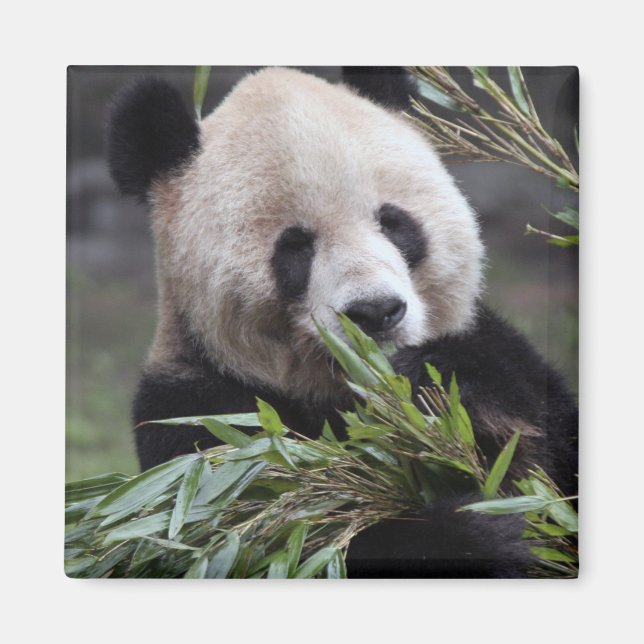 Asia, China Chongqing. Giant Panda Magnet (Front)