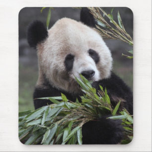 Asia, China Chongqing. Giant Panda Mouse Pad