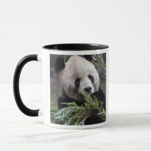 Asia, China Chongqing. Giant Panda Mug