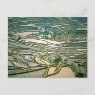 Asia, China. Flooded rice terraces near Nano Postcard