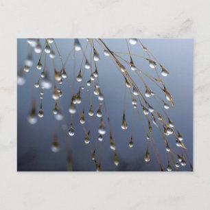 Asia, China   Huansan, Dewdrops Postcard