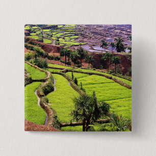 Asia, China, Yunnan, Honghe. Rice terraces near 2 15 Cm Square Badge