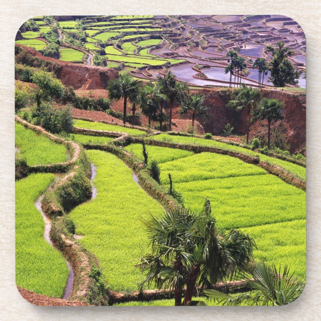 Asia, China, Yunnan, Honghe.  Rice terraces near 2 Coaster (Front)