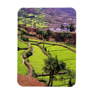 Asia, China, Yunnan, Honghe.  Rice terraces near 2 Magnet