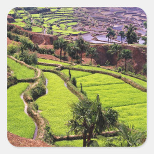 Asia, China, Yunnan, Honghe. Rice terraces near 2 Square Sticker