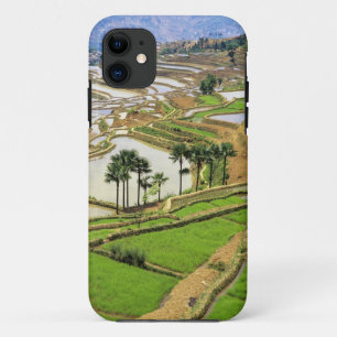 Asia, China, Yunnan, Honghe. Rice terraces near iPhone 11 Case