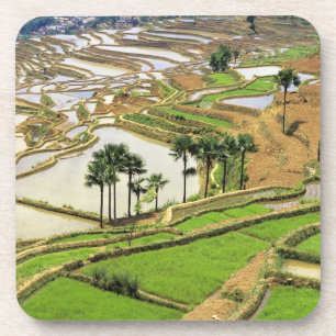 Asia, China, Yunnan, Honghe. Rice terraces near Coaster