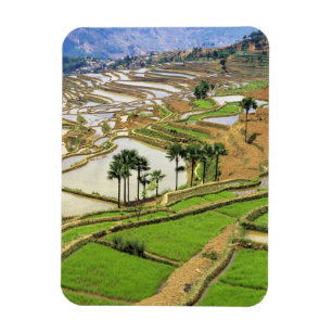 Asia, China, Yunnan, Honghe.  Rice terraces near Magnet