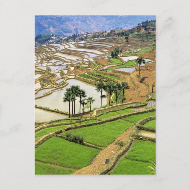 Asia, China, Yunnan, Honghe.  Rice terraces near Postcard (Front)