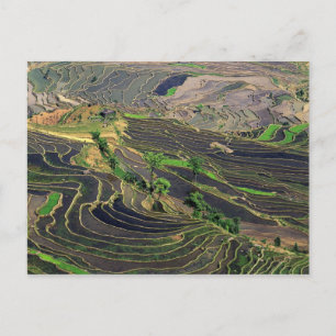 Asia, China, Yunnan, Honghe. Rice Terraces near Postcard