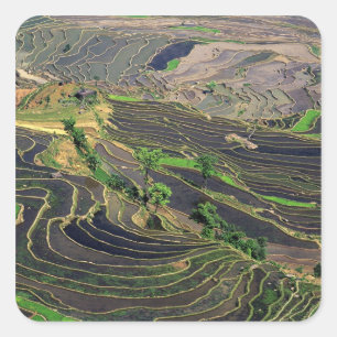 Asia, China, Yunnan, Honghe. Rice Terraces near Square Sticker