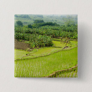 Asia, China, Yunnan Province, Honghe. Banana 15 Cm Square Badge
