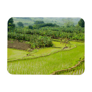 Asia, China, Yunnan Province, Honghe. Banana Magnet