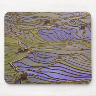 Asia, China, Yunnan Province, Yuanyang. Flooded Mouse Pad