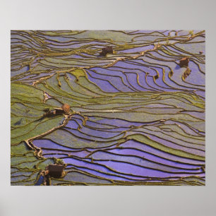 Asia, China, Yunnan Province, Yuanyang. Flooded Poster