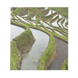 Asia, China, Yunnan, Yuanyang. Flooded rice Notepad