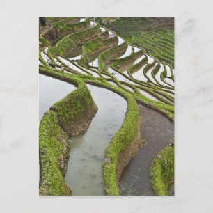 Asia, China, Yunnan, Yuanyang. Flooded rice Postcard