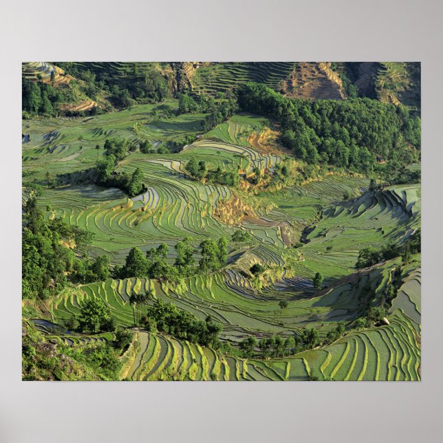 Asia, China, Yunnan, Yuanyang. Pattern of green 2 Poster (Front)