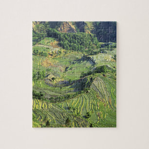 Asia, China, Yunnan, Yuanyang. Pattern of green Jigsaw Puzzle