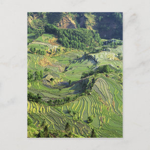 Asia, China, Yunnan, Yuanyang. Pattern of green Postcard