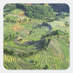 Asia, China, Yunnan, Yuanyang. Pattern of green Square Sticker