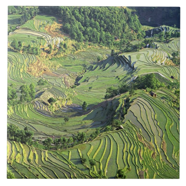 Asia, China, Yunnan, Yuanyang. Pattern of green Tile (Front)