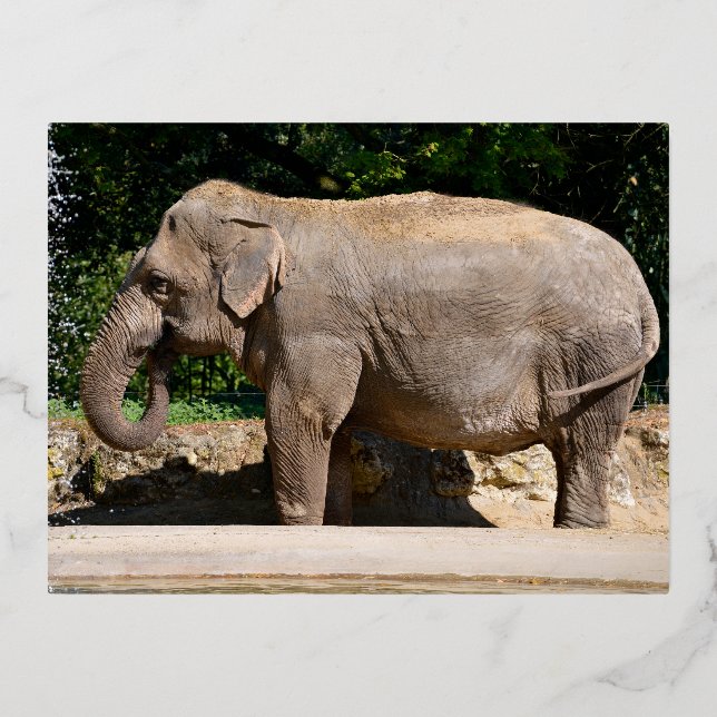 Asia elephant near a waterfall  foil holiday postcard (Front)