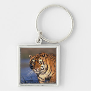ASIA, India, Bengal Tiger Panthera tigris) Key Ring