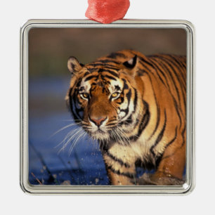 ASIA, India, Bengal Tiger Panthera tigris) Metal Ornament