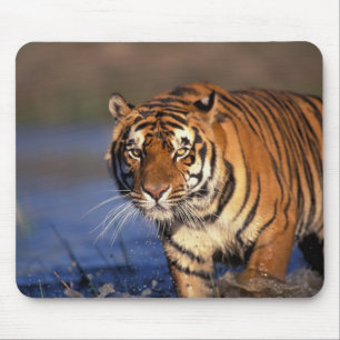 ASIA, India, Bengal Tiger Panthera tigris) Mouse Pad