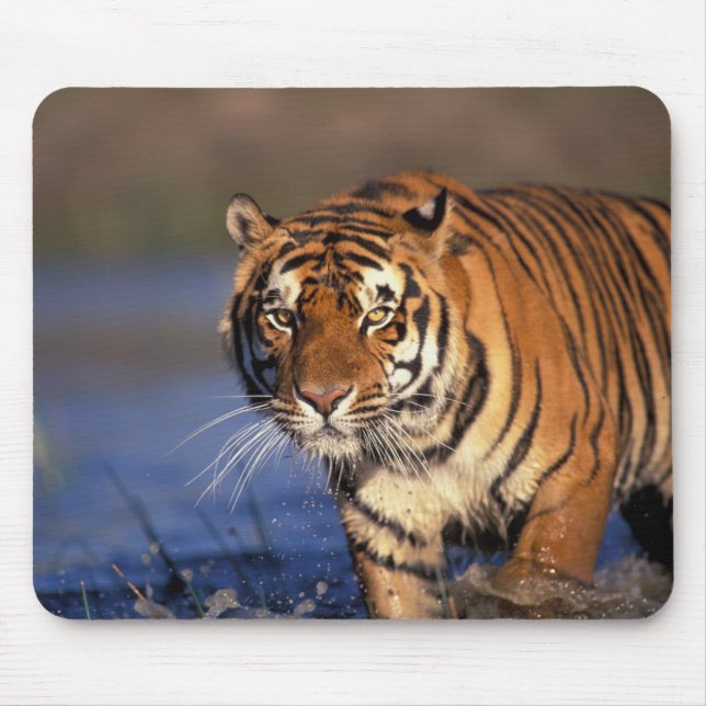 ASIA, India, Bengal Tiger Panthera tigris) Mouse Pad (Front)
