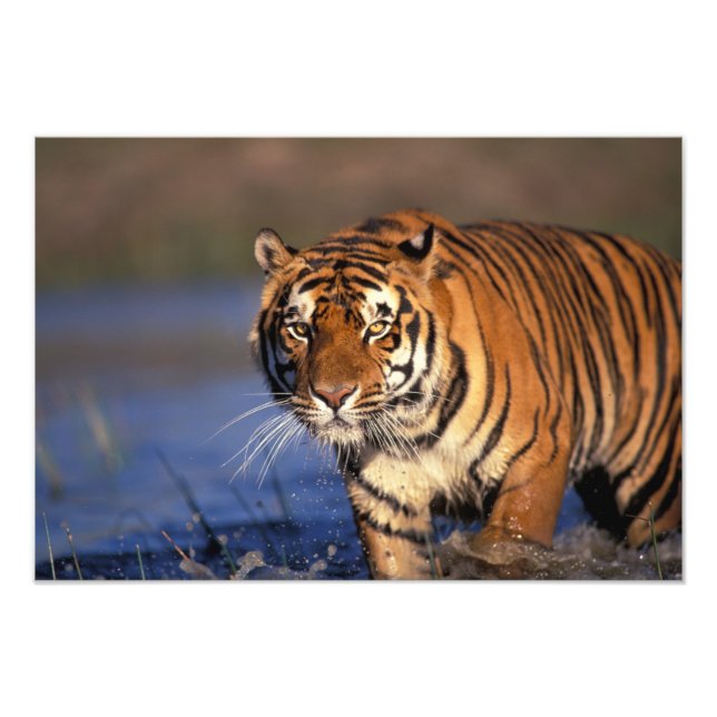 ASIA, India, Bengal Tiger Panthera tigris) Photo Print (Front)
