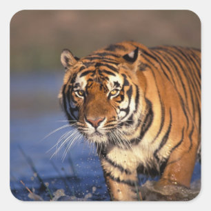 ASIA, India, Bengal Tiger Panthera tigris) Square Sticker