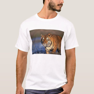 ASIA, India, Bengal Tiger Panthera tigris) T-Shirt