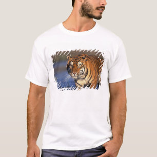 ASIA, India, Bengal Tiger Panthera tigris) T-Shirt
