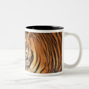 ASIA, India, Bengal Tiger Panthera tigris) Two-Tone Coffee Mug