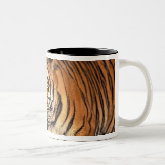 ASIA, India, Bengal Tiger Panthera tigris) Two-Tone Coffee Mug (Right)