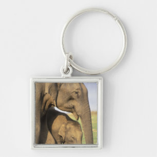Asia, India, Nargahole National Park. Indian Key Ring