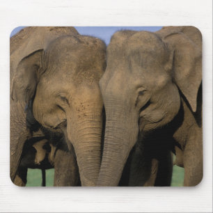 Asia, India, Nargahole National Park. Indian Mouse Pad