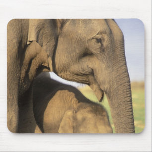 Asia, India, Nargahole National Park. Indian Mouse Pad