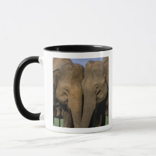 Asia, India, Nargahole National Park. Indian Mug