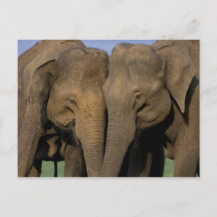 Asia, India, Nargahole National Park. Indian Postcard